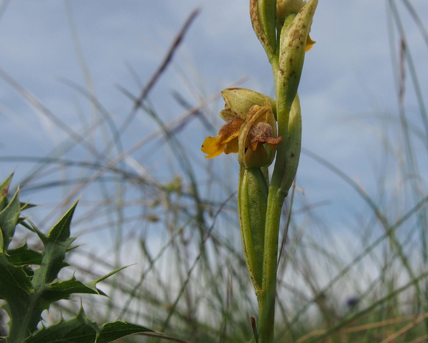 Ophrys, Yellow fruit